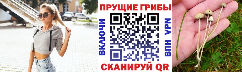 OMG   Белорецк  Галлюциногенные грибы Psilocybe  хочу наркоту 